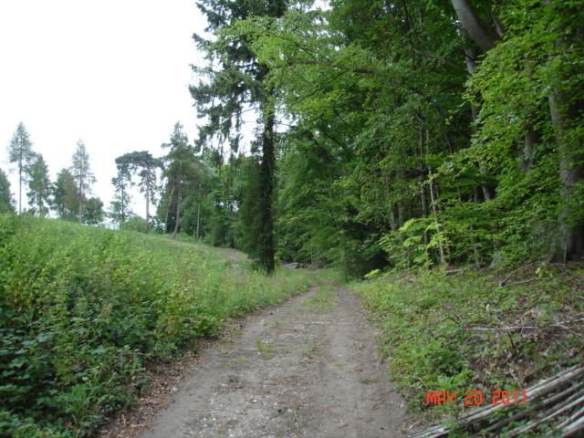 Track to Mausoleum (Scots Pine on left of track)